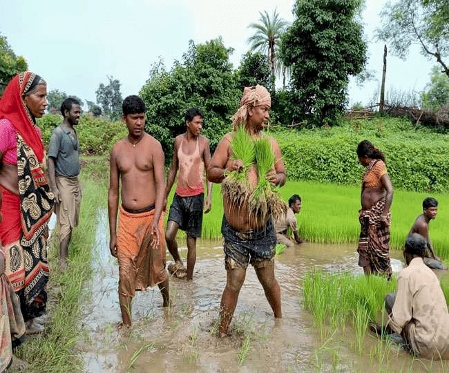 झारखंड: लेबर मिनिस्टर सत्यानंद भोक्ता अपने गांव में खेतों में उतरकर की धान रोपनी, हल-बैल के साथ जुताई की