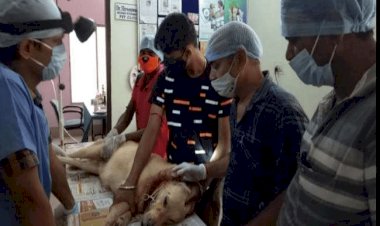 धनबाद: पांच माह इंतजार के बाद हुआ कुत्ते के गले का सफल ऑपरेशन, पशुपालन पदाधिकारी ने बताई उपलब्धि 