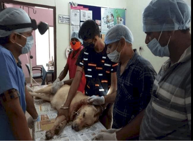 धनबाद: पांच माह इंतजार के बाद हुआ कुत्ते के गले का सफल ऑपरेशन, पशुपालन पदाधिकारी ने बताई उपलब्धि