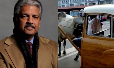 आनंद महिंद्रा ने शेयर किया बैलगाड़ी वीडियो, बैलगाड़ी के पिछले हिस्से को जुगाड़ तकनीक से दिया गया है कार का आकार