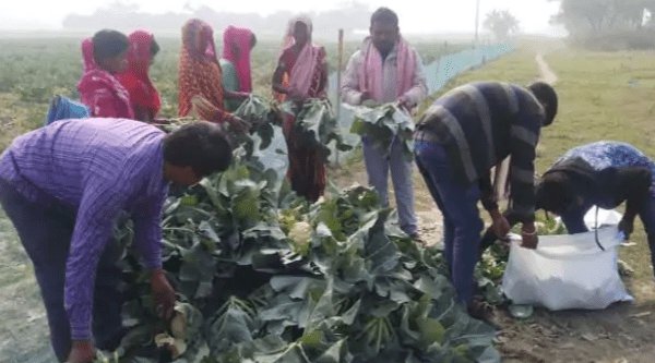 बिहार:समस्तीपुर में एक रुपये किलो गोभी बिकने पर फसल को रौंदने लगा था किसान, दिल्ली के बिजनसमैन ने दिये 10 गुना दाम