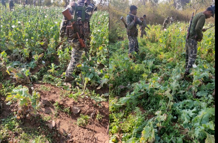झारखंड: खूंटी में कई एकड़ में लगी अफीम की खेती को पुलिस ने किया नष्ट, अफीम के साथ तीन तस्कर अरेस्ट