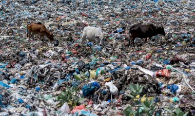 हरियाणा: फरीदाबाद में कचरे से गाय के पेट से निकला 71 किलो प्लास्टिक वेस्ट