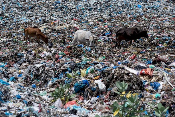 हरियाणा: फरीदाबाद में कचरे से गाय के पेट से निकला 71 किलो प्लास्टिक वेस्ट