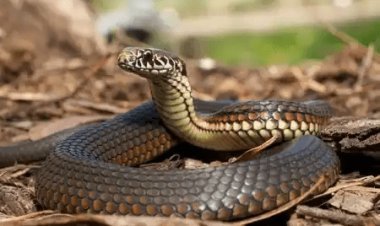 बिहार: नालंदा में जिस सांप ने बुजुर्ग को डंसा उसे चबा गया कच्चा, हो इलाज कराने से किया इनकार, हुई मौत