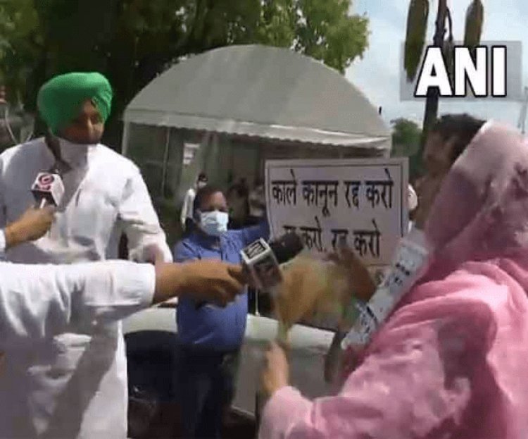 नई दिल्ली: कृषि कानूनों के मुद्दे पर संसद भवन के बाहर भिड़े हरसिमरत कौर व रवनीत बिट्टू