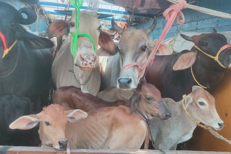    गोविंदपुर में 60 गोवंशीय पशु लदे चार ट्रक जब्त