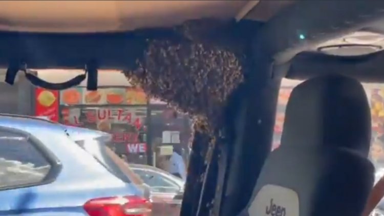 ऑस्ट्रेलिया: जीप खड़ी करके शॉपिंग करने गया, वापस लौटा तो जीप में दिखा मधुमक्खी का झुंड