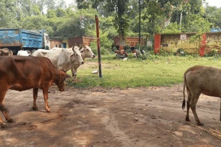 धनबाद: झरिया 15 गोवंशी के साथ पांच अरेस्ट, गये जेल