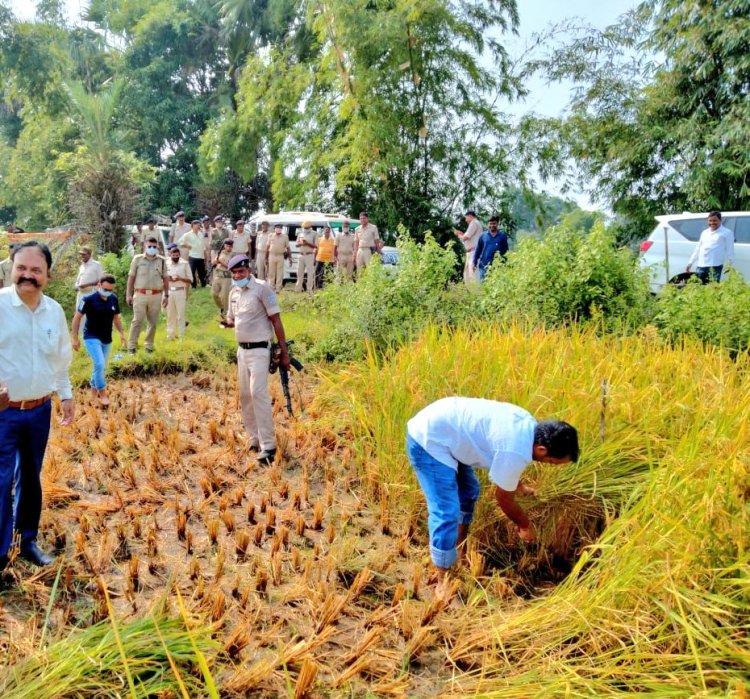 झारखंड: साहिबगंज डीसी ने खेत में की धनकटनी, बोले-किसान का बेटा हूं, किसानों को किया धान अधिप्राप्ति के लिए प्रेरित 