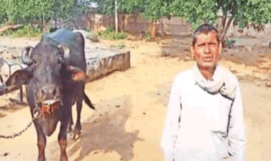 मध्य प्रदेश: किसान भैंस लेकर पहुंचा पुलिस स्टेशन, बोला- दूध दुहने नहीं देती, साहब मदद कि जाए