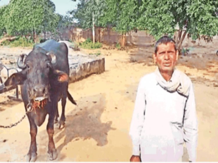 मध्य प्रदेश: किसान भैंस लेकर पहुंचा पुलिस स्टेशन, बोला- दूध दुहने नहीं देती, साहब मदद कि जाए