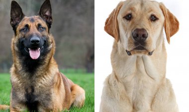 झारखंड पुलिस खरीदेगी नौ बेल्जियन शेफर्ड व 13 लेब्राडोर श्वान, टेंडर जारी