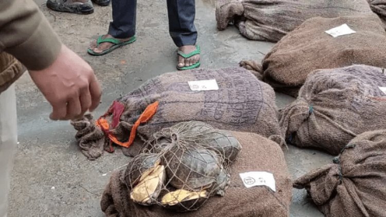 बिहार: भागलपुर व कटिहार में 1083 कछुआ बरामद. पांच महिला सहित आठ तस्कर अरेस्ट