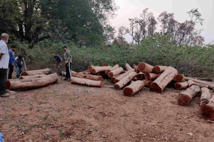 सिमडेगा: जंगल में तस्करी के सैकड़ों पेड़ बरामद