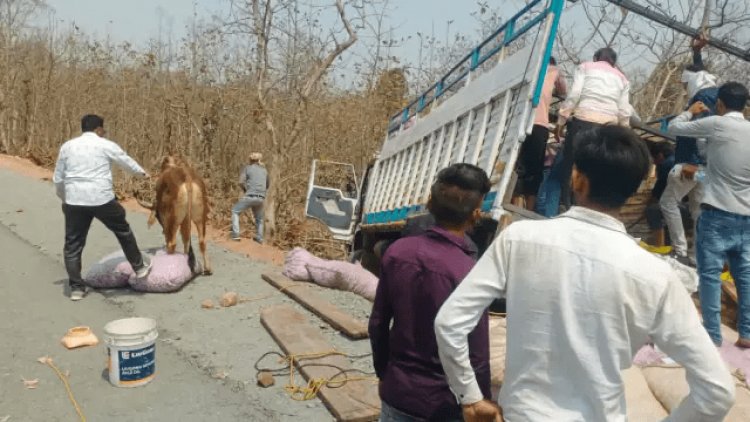 मध्य प्रदेश: लहसुन-प्याज के बीच छिपाकर ले जा रहे थे गोवंश, खंडवा में ट्रक पलटा तो हुआ तस्करी का खुलासा