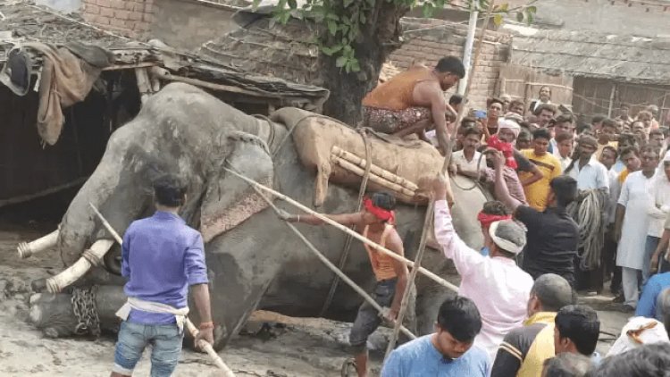 बिहार: मोतिहारी में हाथी ने महावत को पटक-पटककर मार डाला