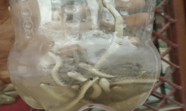 उत्तर प्रदेश: घर के बाथरूम में निकले 60 सांप, मुहल्ले में दहशत