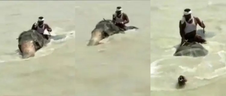 बिहार: महावत को बचाने के लिए गंगा में एक किमी तैरता रहा हाथी, तेज लहरों से लड़ते गजराज का वीडियो वायरल