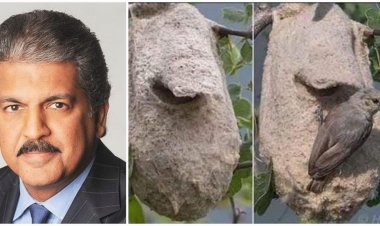 अब एक चिड़िया पर फिदा हुए आनंद महिंद्रा, उसे अपनी कंपनी में देना चाहते हैं  नौकरी