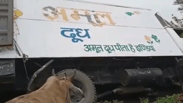 पश्चिम बंगाल : 'अमूल मिल्क' की गाड़ी से हो रही गौ तस्करी, पलटी तो निकला गायों का झुंड