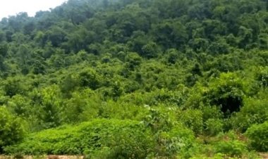 झारखंड: नक्सलियों के खिलाफ ऑपरेशन आक्टोपस जारी, सुरक्षा बलों ने बूढ़ा पहाड़ को घेरा