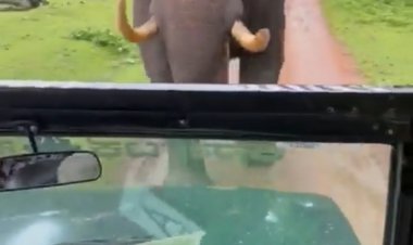 हाथी ने दौड़ाया तो बोलेरो बैक गियर में चलाकर दिखाया कमाल, आनंद महिंद्रा ने बताया 'बेस्ट' ड्राइवर