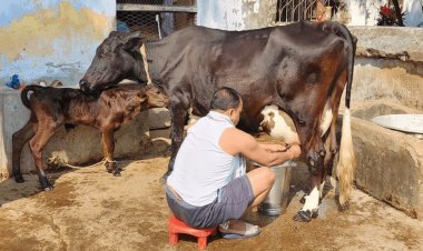 झारखंड: गाय दूहते दिखे जामताड़ा MLA इरफान अंसारी, ट्विट कर लिखा- गौ सेवा के बाद होती है सुख की अनुभूति