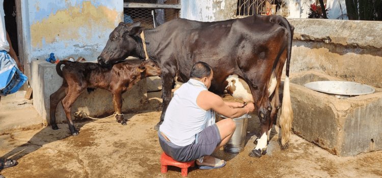 झारखंड: गाय दूहते दिखे जामताड़ा MLA इरफान अंसारी, ट्विट कर लिखा- गौ सेवा के बाद होती है सुख की अनुभूति