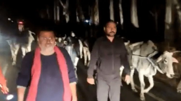 झारखंड: BJP एमपी निशिकांत दुबे ने 10 हजार गायों को तस्करों से कराया मुक्त, शेयर किया VIDEO