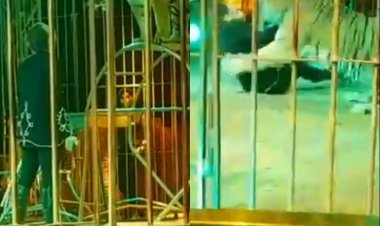 इटली: सर्कस में टाइगर ने ट्रेनर पर किया अचानक हमला, मचा हड़कंप (देखें VIDEO)