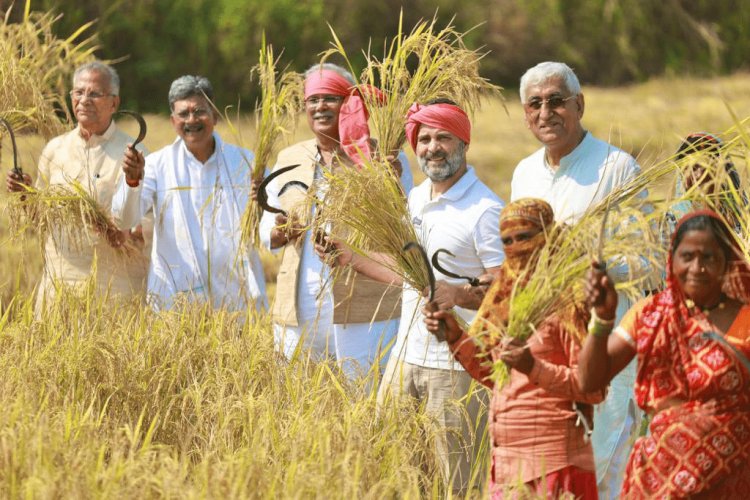 Chhattisgarh : राहुल गांधी बने किसान, अचानक खेत में पहुंचे, गमछा बांधा और शुरू कर दी धान कटाई