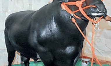 Bihar : मुर्रा नस्ल के भैंसा की कीमत 10 करोड़ रुपये, बिहार डेरी एंड कैटल एक्स्पो में बना आकर्षण का केंद्र