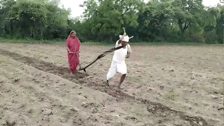 Maharashtra : बैल की जगह खुद हल खींच रहे किसान, पिघला सरकार का दिल, मिनिस्टर ने भर दिया पूरा लोन