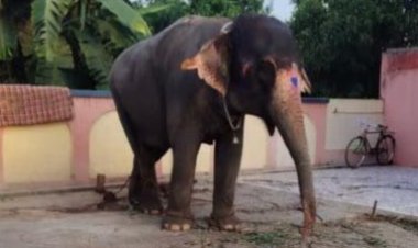 पलामू से 'चोरी हुई' हथिनी छपरा से बरामद, असलियत में निकला पार्टनरशिप विवाद