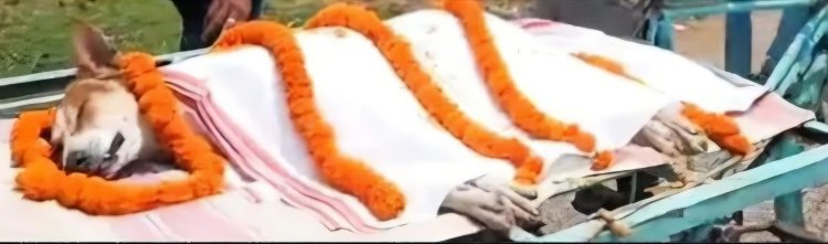 30 मासूमों की जान बचाकर ‘हीरो’ बना कुत्ता काली, जहरीले सांप से लड़ते-लड़ते दे दी जान; अंतिम विदाई में उमड़ी भीड़